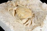 Fossil Crab (Potamon) Preserved in Travertine - Turkey #145045-4